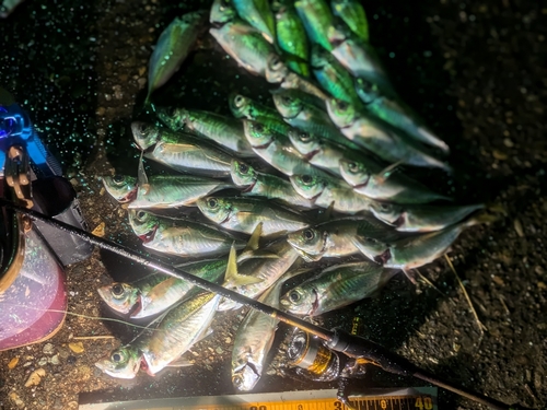 アジの釣果