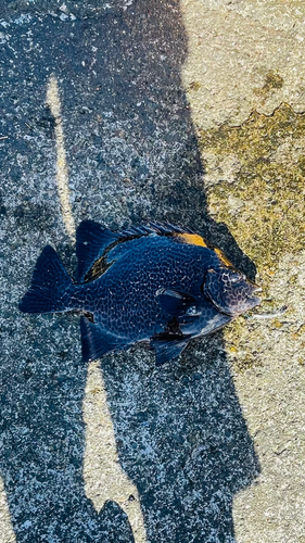 イシガキダイの釣果