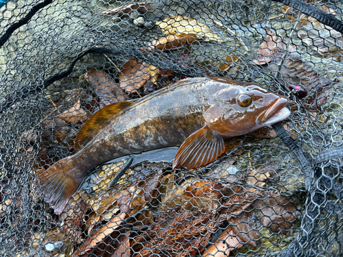 アイナメの釣果