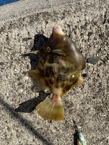 カワハギの釣果