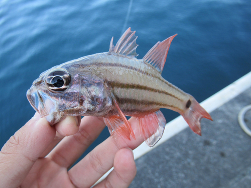 オオスジイシモチの釣果