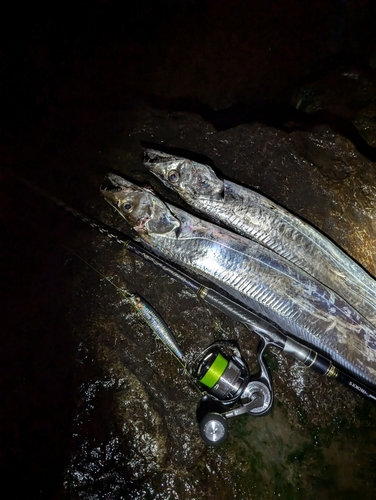 タチウオの釣果