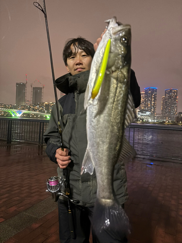 シーバスの釣果