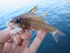 カスリイシモチの釣果