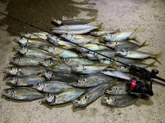 マアジの釣果