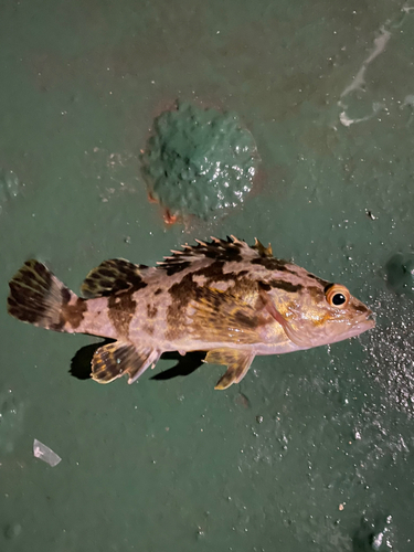 タケノコメバルの釣果