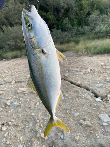 ハマチの釣果