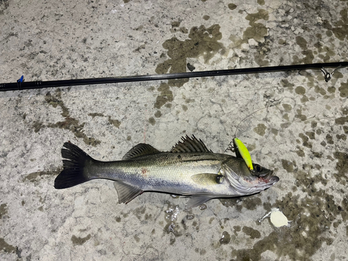 シーバスの釣果