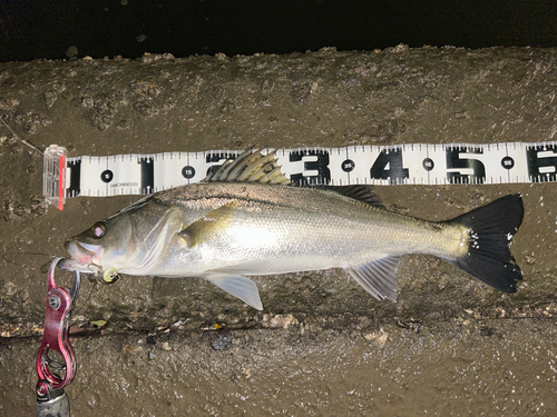 シーバスの釣果