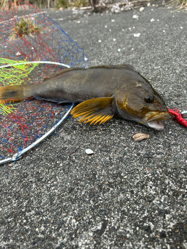 アイナメの釣果