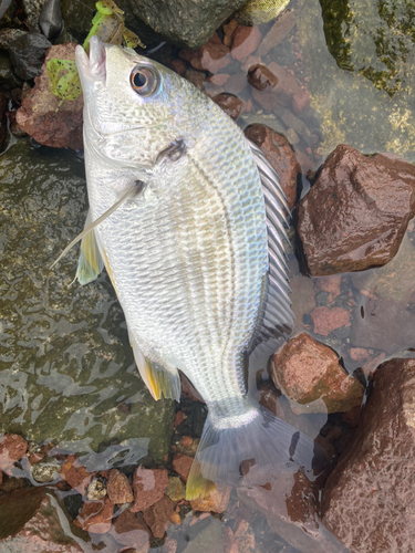 キビレの釣果