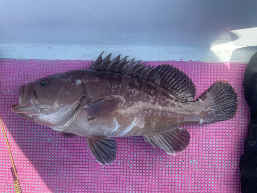 マハタの釣果