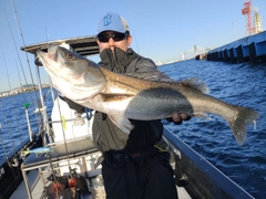 シーバスの釣果