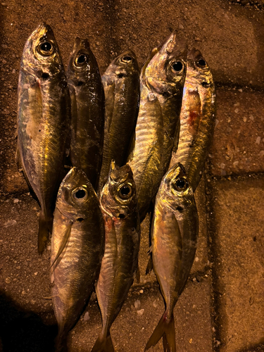 アジの釣果