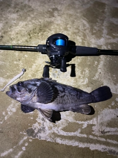 クロソイの釣果