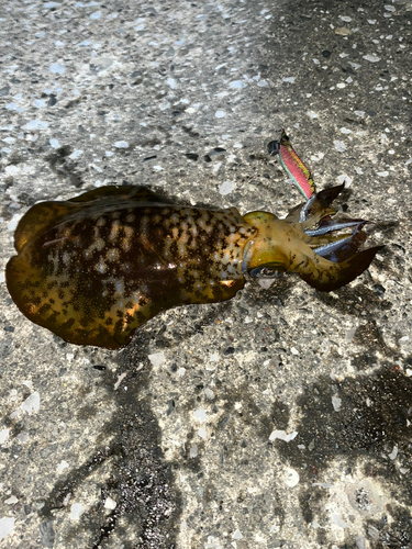 アオリイカの釣果