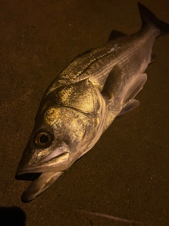 スズキの釣果