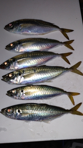 アジの釣果