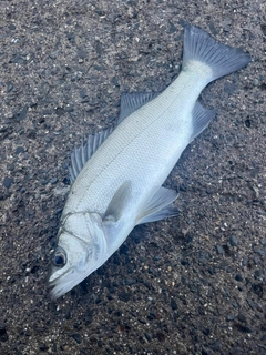 ヒラスズキの釣果