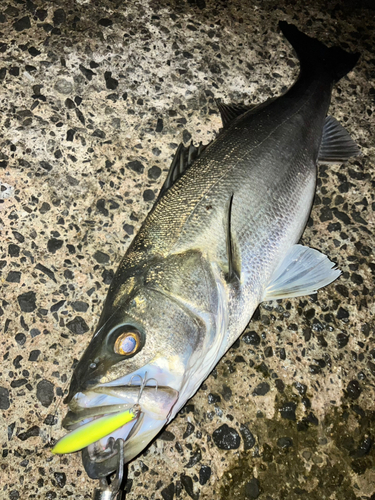 シーバスの釣果