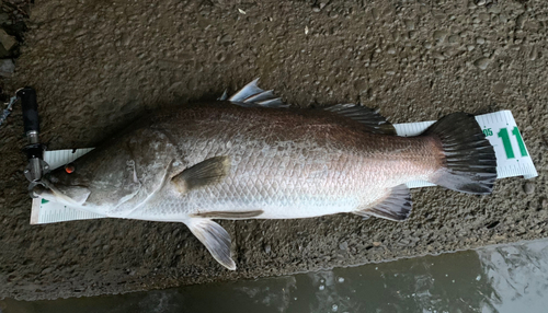 アカメの釣果