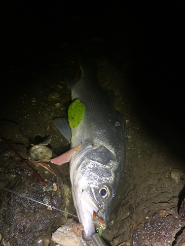 ヒラスズキの釣果