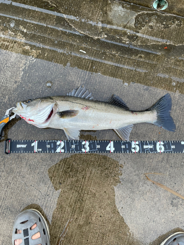 シーバスの釣果