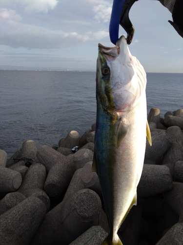 ハマチの釣果