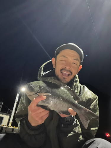 メジナの釣果