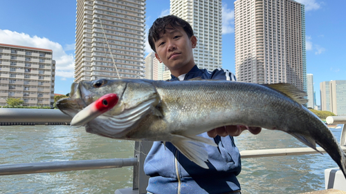 シーバスの釣果