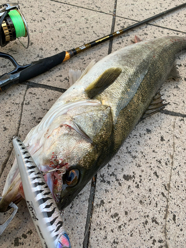 シーバスの釣果