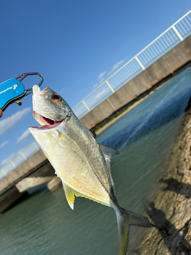 メッキの釣果