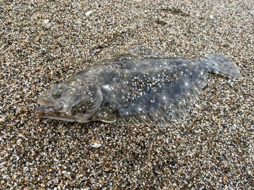 ソゲの釣果