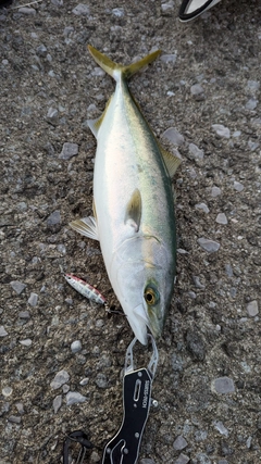 ヤズの釣果