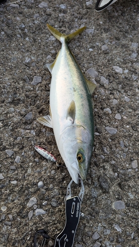 ヤズの釣果