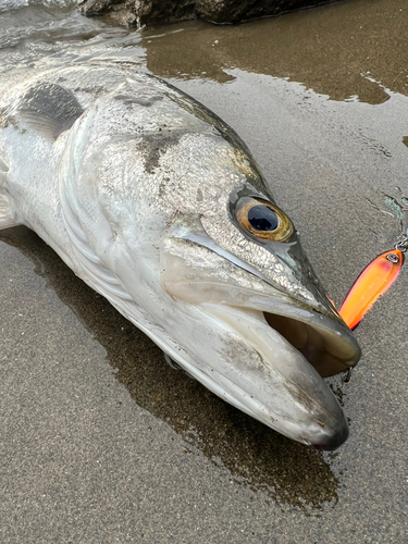 スズキの釣果