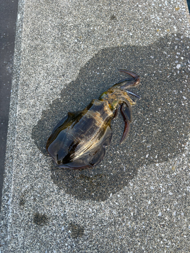 幸ノ浦漁港