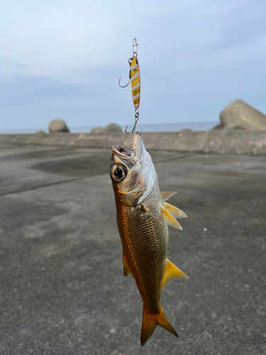 ムツの釣果