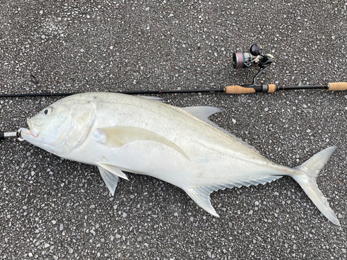 オニヒラアジの釣果