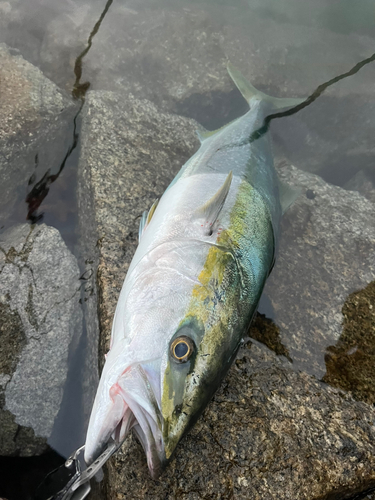 ブリの釣果