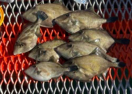 須磨海釣り公園