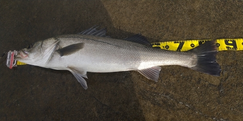 マルスズキの釣果