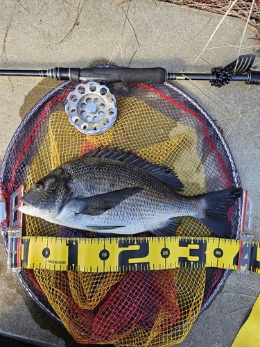 クロダイの釣果