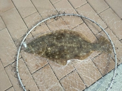 ヒラメの釣果