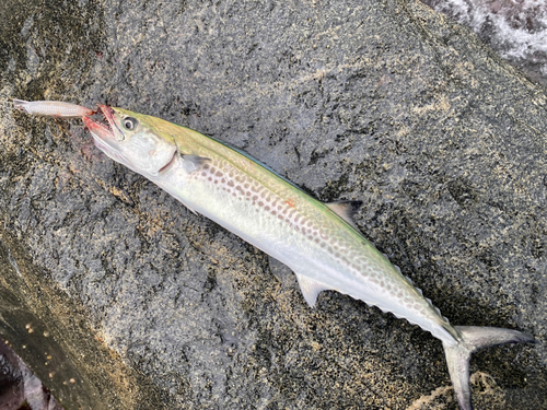 サゴシの釣果