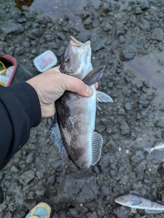 ホッケの釣果