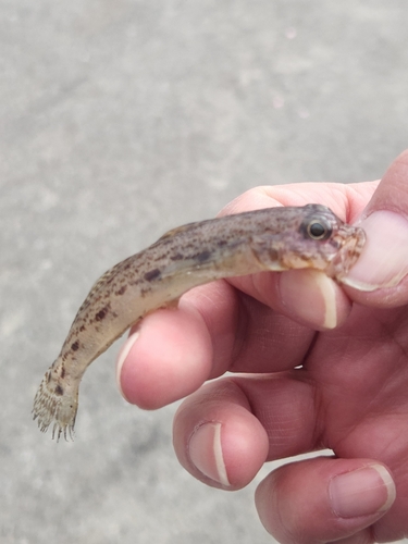 マハゼの釣果