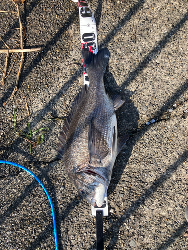 チヌの釣果