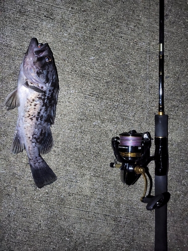 クロソイの釣果