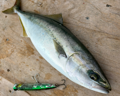 ヤズの釣果